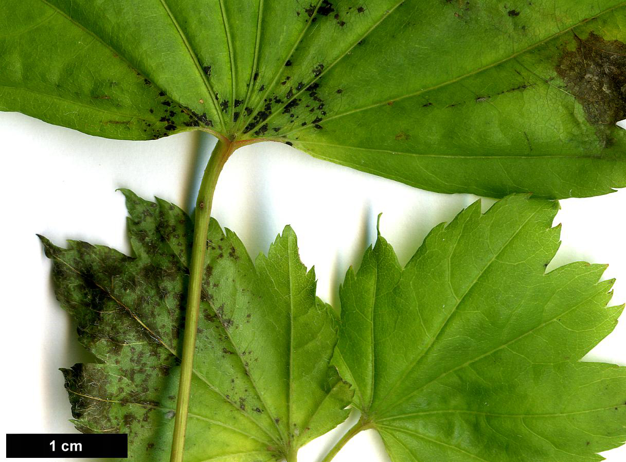 High resolution image: Family: Sapindaceae - Genus: Acer - Taxon: circinatum - SpeciesSub: × A.japonicum 'Aconitifolium'